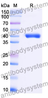 Anti-Mouse IgG1 Fc Antibody (SAA0489)