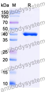 Anti-Mouse Lambda chain Antibody (SAA0488)