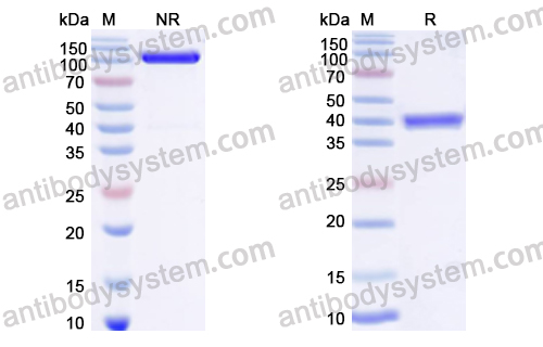 VHH mIgG1 Fc Isotype Control Antibody (HyHEL-10)