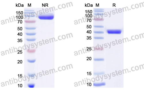 VHH mIgG2a Fc Isotype Control Antibody (HyHEL-10)