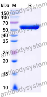 scFv mIgG2a Fc(L234A/L235A) Isotype Control Antibody (HyHEL-10)