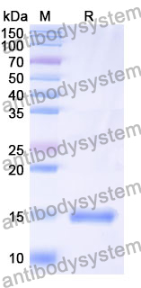 Anti-Mouse H2-Ab1/MHCII Nanobody (SAA1323)