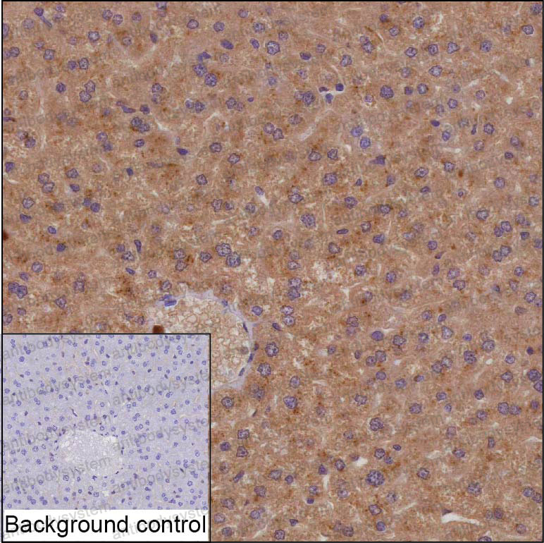 Anti-RAPGEF4 Antibody (R4A27)