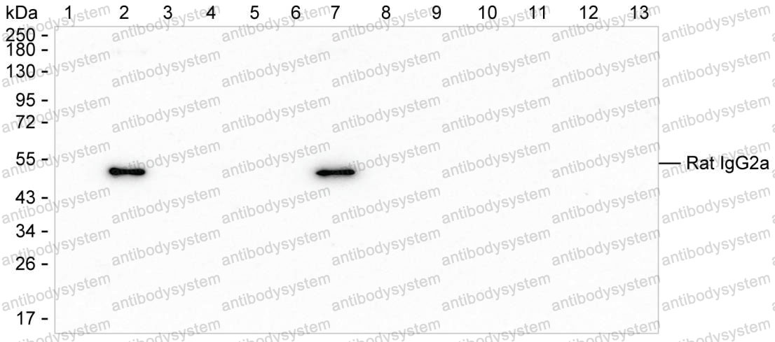 Anti-Rat IgG2a Antibody (R2X68), HRP