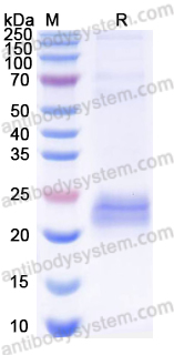 Anti-Rat ARC Nanobody (SAA1466)