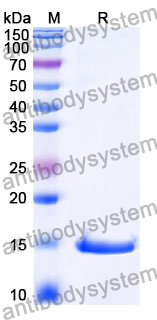 Anti-Rat ARC Nanobody (SAA1467)