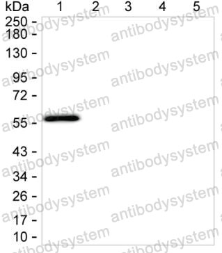 Anti-Rat IgG1 Antibody (R3X92)