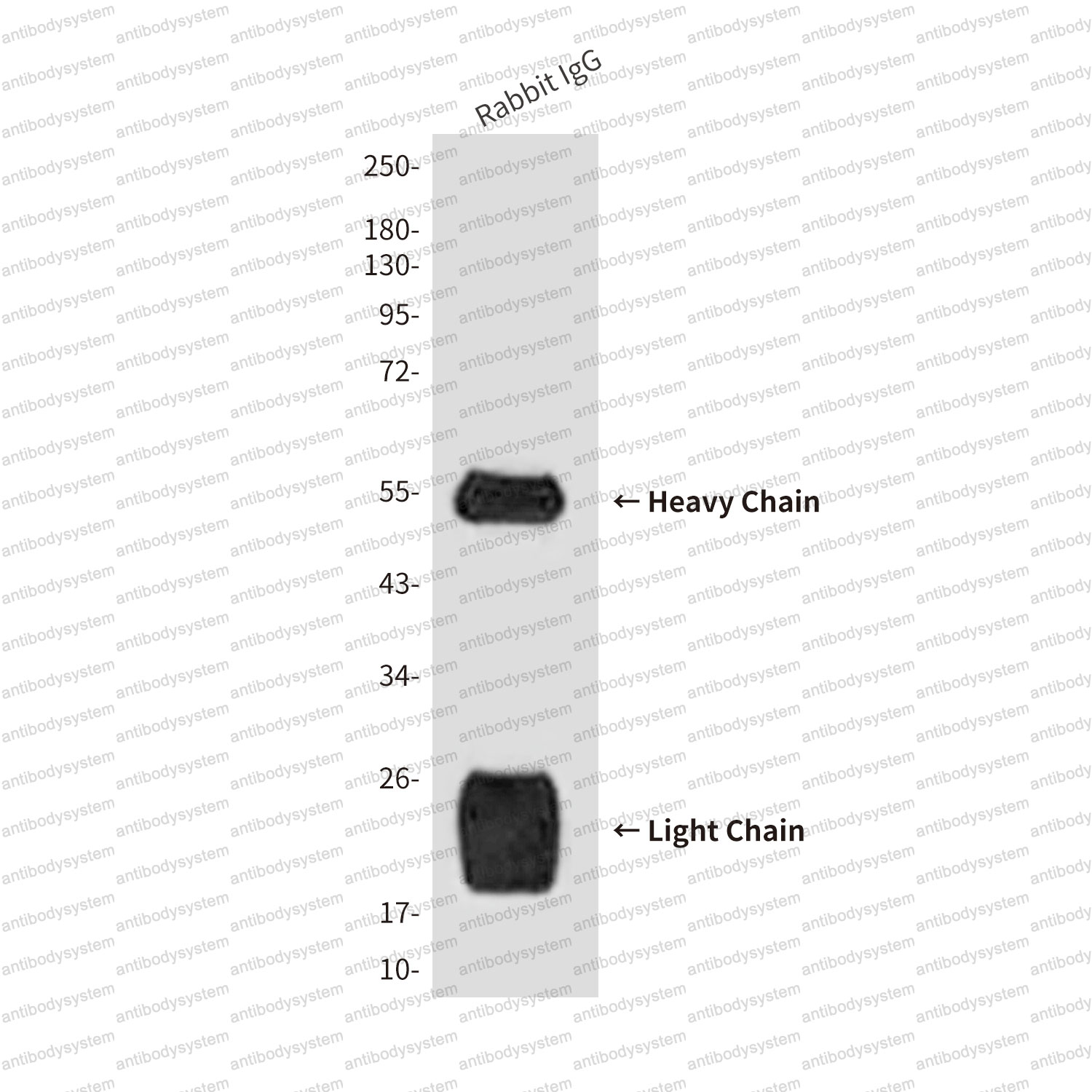 Anti-Rabbit IgG H&L Antibody (R2X64)