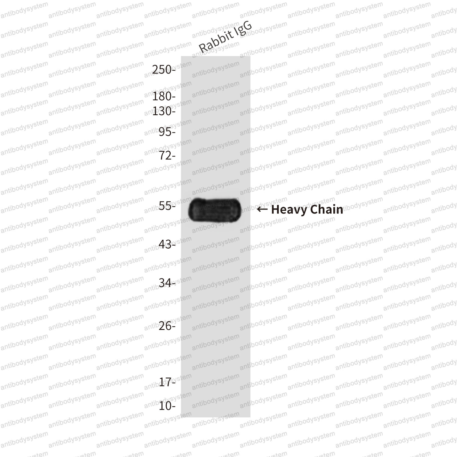 Anti-Rabbit IgG Fc Fragment Antibody (R2X65)