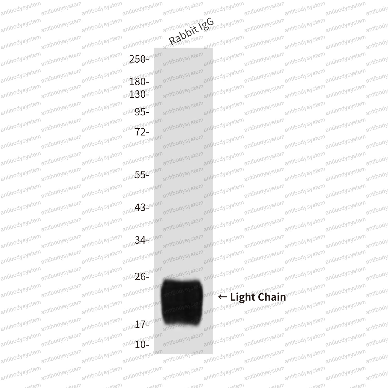 Anti-Rabbit Light Chain Specific Antibody (R3F50)