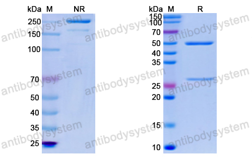 Anti-SARS-CoV-2 S Protein antibody (1F7)