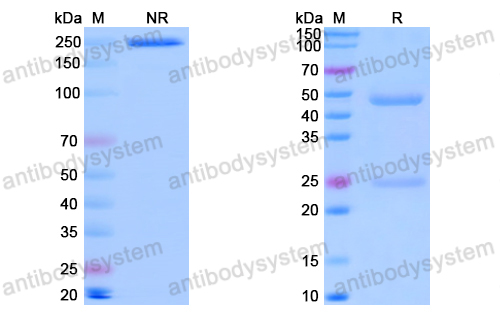 Anti-SARS-CoV-2 S Protein antibody (1H7)