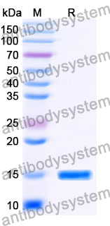 Anti-SARS-CoV-2 S Protein Nanobody (SAA0885)