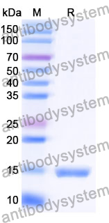 Anti-SARS-CoV-2 S Protein Nanobody (SAA0886)