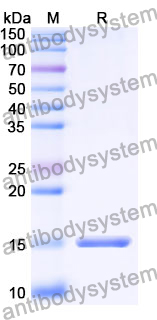 Anti-SARS-CoV-2 S Protein Nanobody (SAA0893)