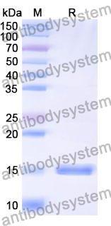 Anti-SARS-CoV-2 S Protein Nanobody (SAA0909)