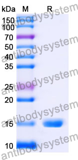 Anti-SARS-CoV-2 S Protein Nanobody (SAA0910)