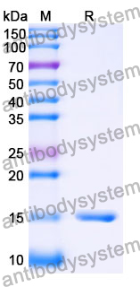 Anti-SARS-CoV-2 S Protein Nanobody (SAA0911)