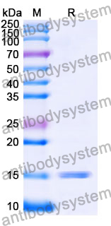 Anti-SARS-CoV-2 S Protein Nanobody (SAA0913)