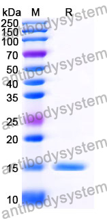 Anti-SARS-CoV-2 S Protein Nanobody (SAA0914)