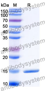 Anti-SARS-CoV-2 S Protein Nanobody (SAA0915)