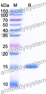 Anti-SARS-CoV-2 S Protein Nanobody (SAA0916)