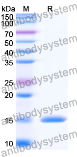 Anti-SARS-CoV-2 S Protein Nanobody (SAA0942)