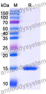 Anti-SARS-CoV-2 S Protein Nanobody (SAA0944)