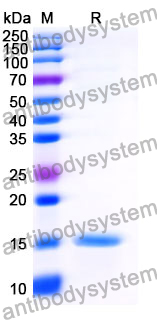 Anti-SARS-CoV-2 S Protein Nanobody (SAA0945)