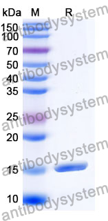 Anti-SARS-CoV-2 S Protein Nanobody (SAA0946)