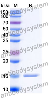 Anti-SARS-CoV-2 S Protein Nanobody (SAA0947)