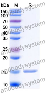 Anti-SARS-CoV-2 S Protein Nanobody (SAA0948)