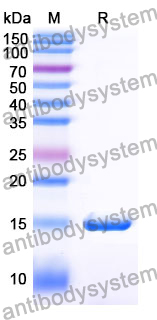 Anti-SARS-CoV-2 S Protein Nanobody (SAA0949)