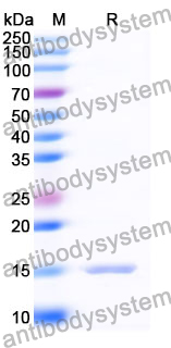 Anti-SARS-CoV-2 S Protein Nanobody (SAA0950)