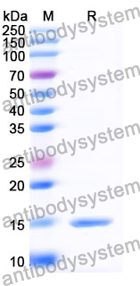 Anti-SARS-CoV-2 S Protein Nanobody (SAA0951)