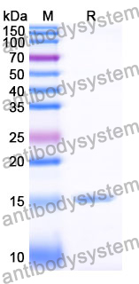 Anti-SARS-CoV-2 S Protein Nanobody (SAA0952)