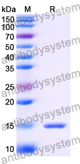 Anti-SARS-CoV-2 S Protein Nanobody (SAA0956)