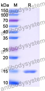 Anti-SARS-CoV-2 S Protein Nanobody (SAA0957)