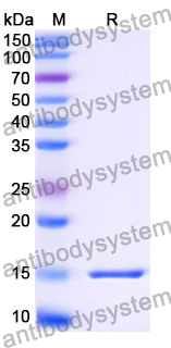 Anti-SARS-CoV-2 S Protein Nanobody (SAA0964)