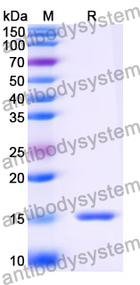 Anti-SARS-CoV-2 S Protein Nanobody (SAA0965)