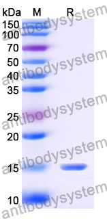 Anti-SARS-CoV-2 S Protein Nanobody (SAA0967)