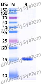 Anti-SARS-CoV-2 S Protein Nanobody (SAA0968)