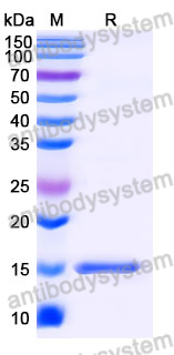 Anti-SARS-CoV-2 S Protein Nanobody (SAA0969)