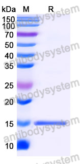 Anti-SARS-CoV-2 S Protein Nanobody (SAA0970)