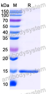 Anti-SARS-CoV-2 S Protein Nanobody (SAA0974)