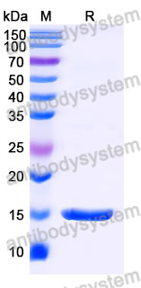 Anti-SARS-CoV-2 S Protein Nanobody (SAA0986)