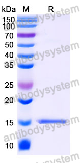 Anti-SARS-CoV-2 S Protein Nanobody (SAA0987)