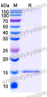 Anti-SARS-CoV-2 S Protein Nanobody (SAA0989)