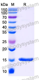 Anti-SARS-CoV-2 S Protein Nanobody (SAA1022)