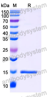 Anti-SARS-CoV-2 S Protein Nanobody (SAA1027)